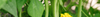 Dwarf Bean Seeds (Phaseolus vulgaris)