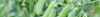 Pea Seeds (Pisum sativum & others)