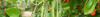 Runner Bean Seeds (Phaseolus vulgaris)