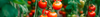 Cocktail Tomato Seeds (Solanum lycopersicum)