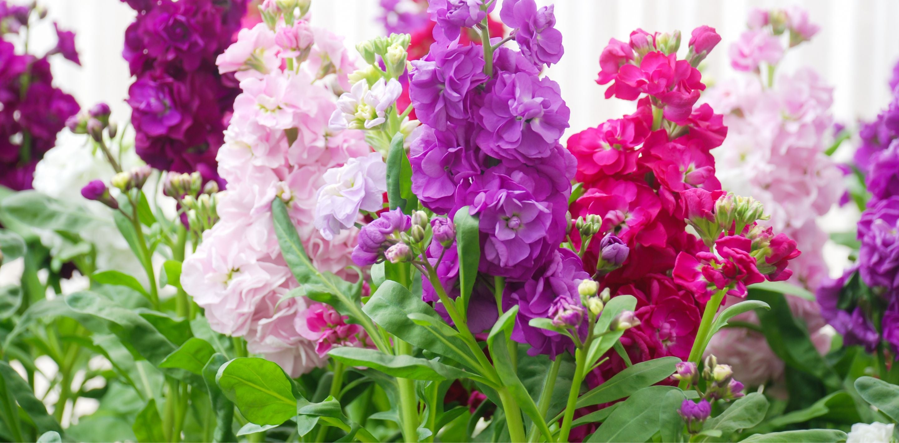 Shop Stock Seeds in NZ (Matthiola incana) – Kings Seeds NZ