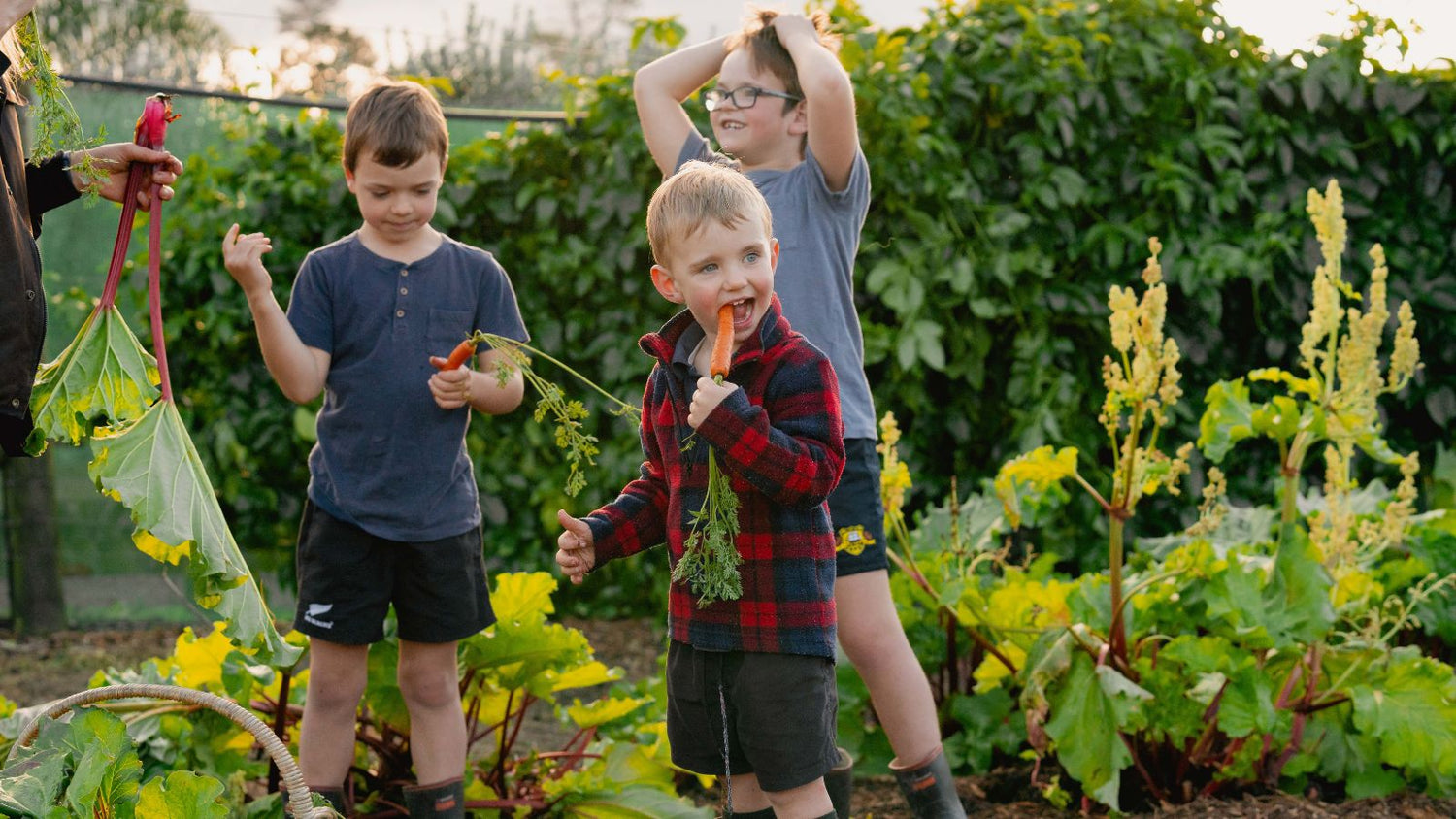 Buy Monthly Vegetable Seed Subscription by Kings Seeds NZ online