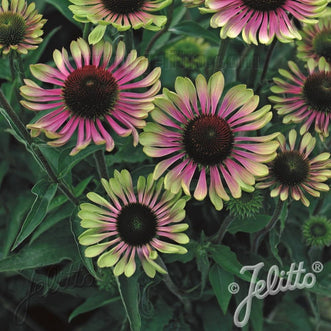 Kings Seeds Flower Echinacea Green Twister