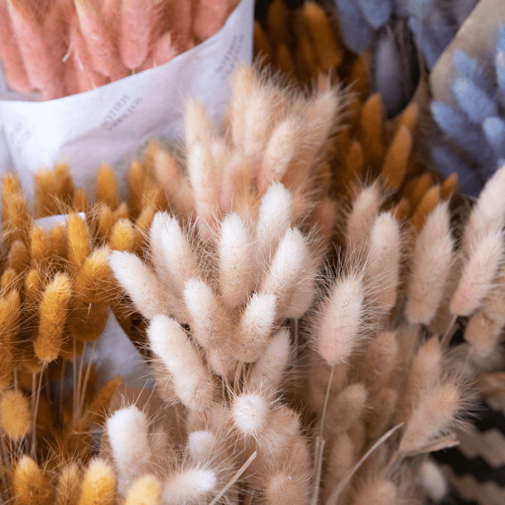 Buy Bunny Tails Grass by Kings Seeds online Kings Seeds NZ