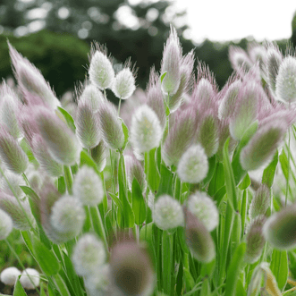 Kings Seeds Flower Bunny Tails Grass