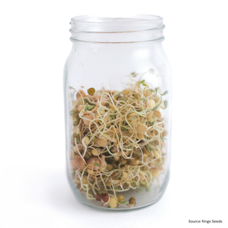 Sprouting Jar