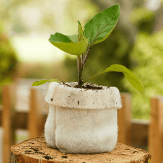 Kings Seeds Accessories Wool Propagation Pot