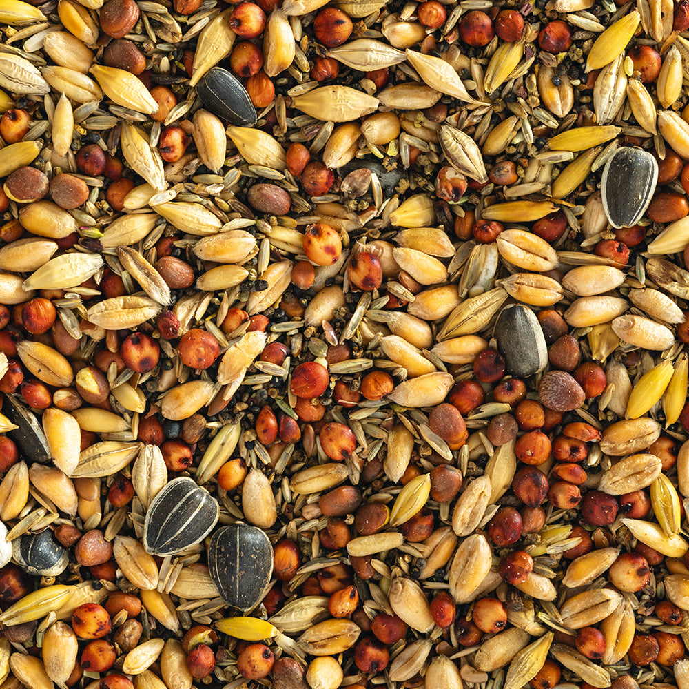 Java Bird Seed Buy Wild Bird Seed Mix (Coarse) by Kings Seeds NZ online - Kings Seeds NZ