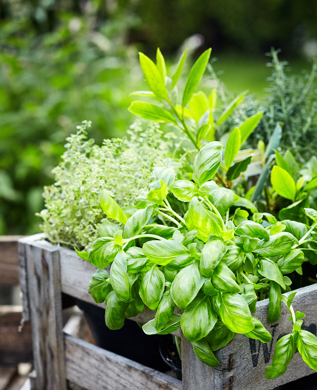 Kings Seeds NZ's favourite seed supplier for over 40 years! Kings