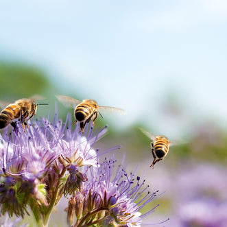 Bring on the Bees