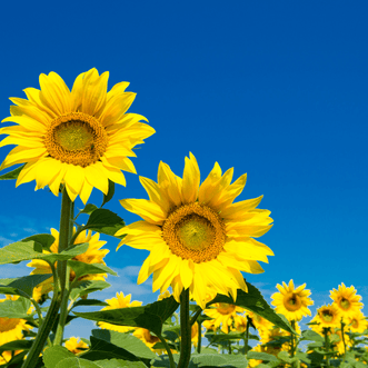 Kings Seeds Flower Soulful Sunflowers