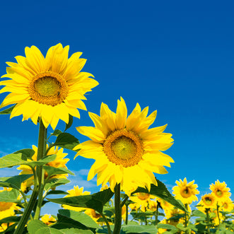 Soulful Sunflowers (treated seed)