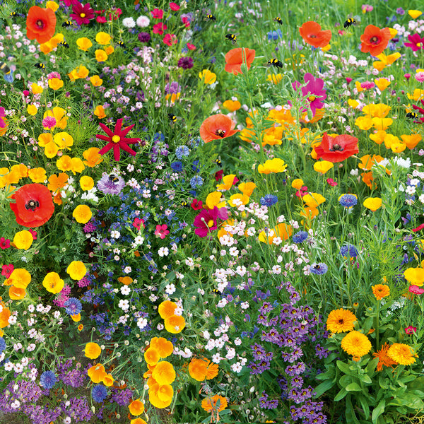 flower seeds nz Buy Wonderful Wildflowers by Kings Seeds NZ online