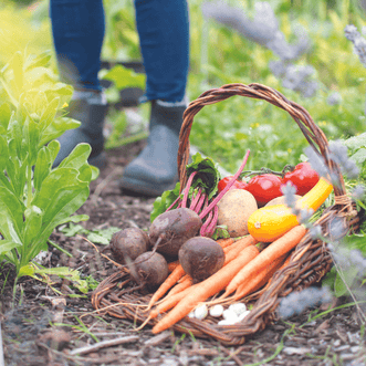 Kings Seeds Organic Organic Spring Vegetables