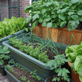 Kings Seeds Vegetables Urban Garden Autumn