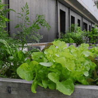 Kings Seeds Vegetables Urban Garden Spring