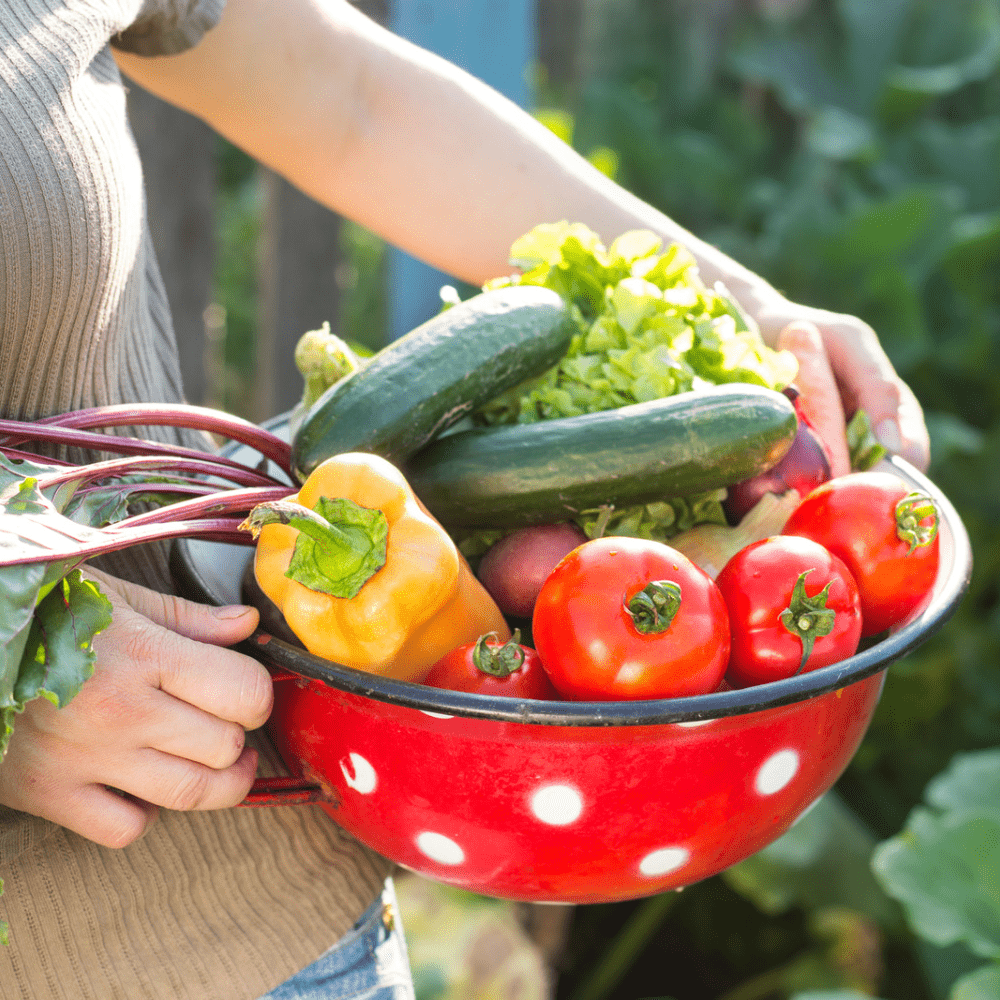 Buy Vege Patch Spring by Kings Seeds online Kings Seeds NZ