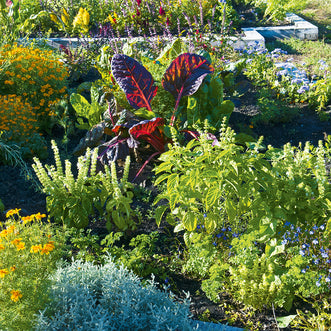 Companion Plants