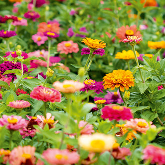 Autumn Annual Flowers