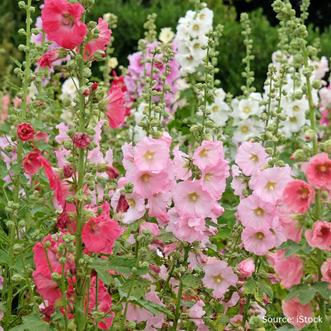 Cottage Garden