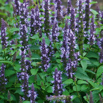 Agastache Astello Indigo