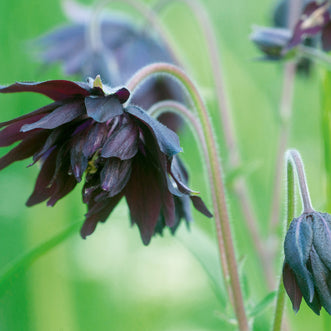 Aquilegia Black Barlow