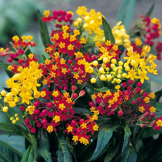 Asclepias Butterfly Mix