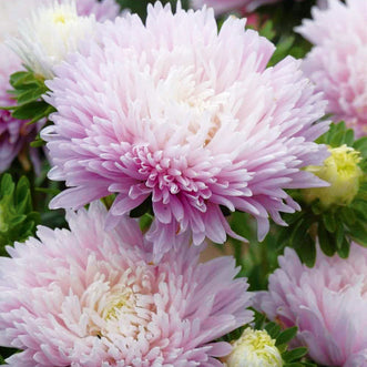 Aster King Size Appleblossom