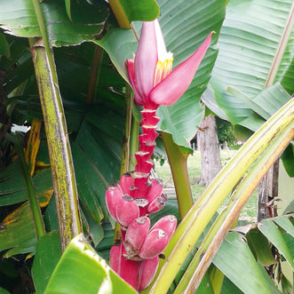 Banana Ornamental Pink