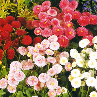Bellis Pompoms