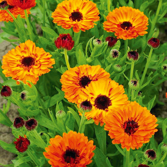 Calendula Double Red