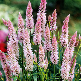 Celosia Flamingo Feather