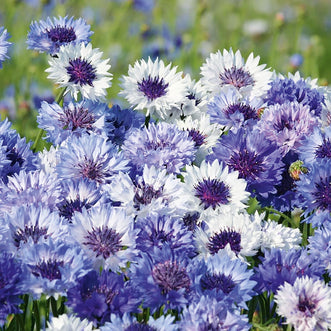 Cornflower Classic Fantastic