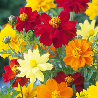 Cosmos Brightness Mix