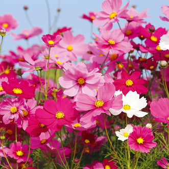 Cosmos Unique Mix