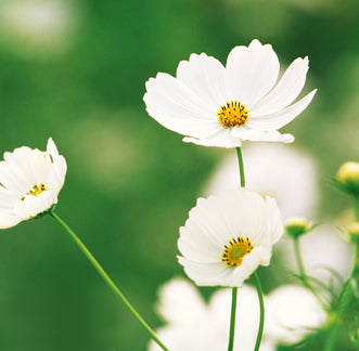 Cosmos White Gazebo