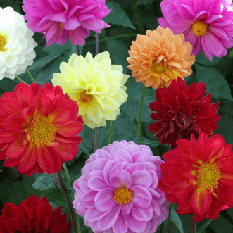 Kings Seeds Flower Dahlia Showpiece Giants