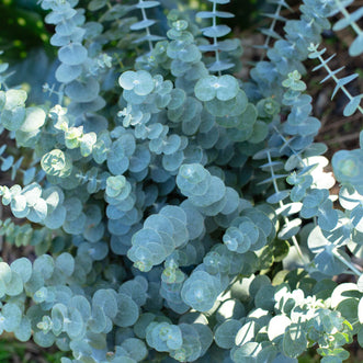 Eucalyptus Baby Blue