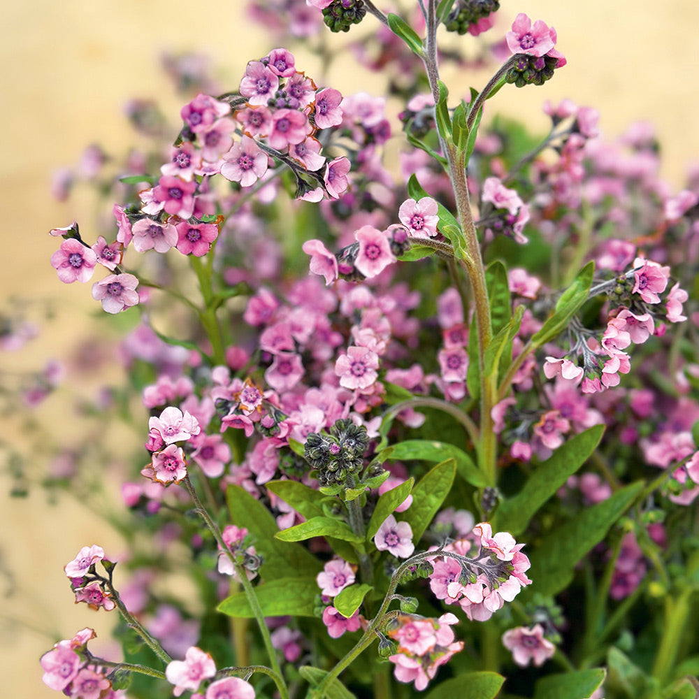 Rare Rose Forget-Me-Not 50+ Flower Seeds – Perennial Myosotis, Zones 3-9, 10-18" Tall