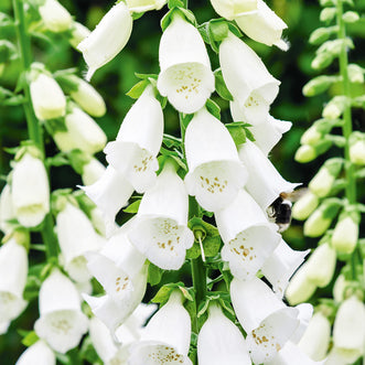 Foxglove Dalmatian White F1