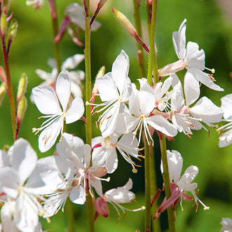 Gaura The Bride