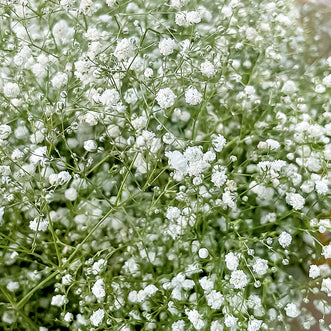 Gypsophila Virgo