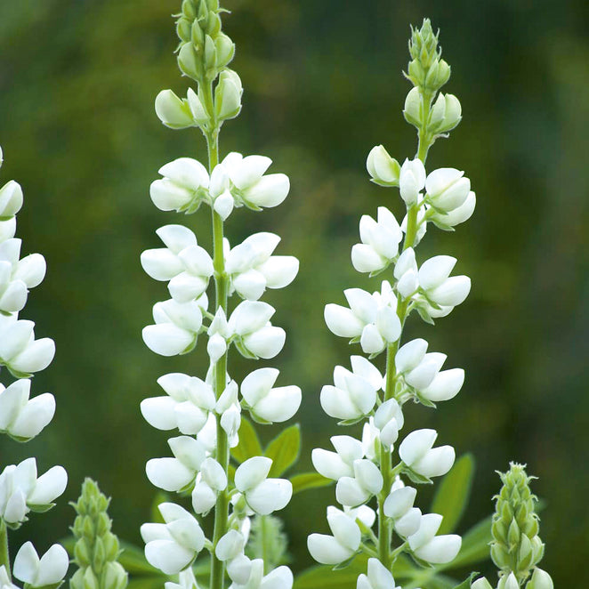 Snowpixie Snowie Catalogue – Kings Seeds NZ