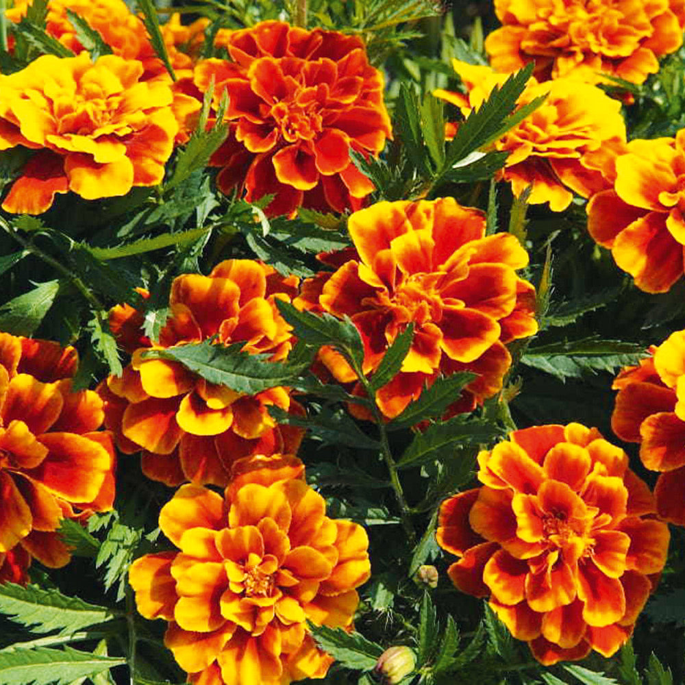 Buy Marigold Honeycomb by Kings Seeds online - Kings Seeds NZ