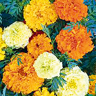 Marigold Sugar & Spice