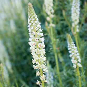 Mignonette White