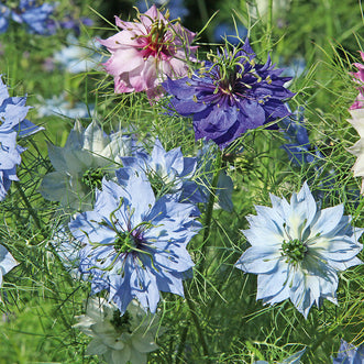 Nigella Love in a Mist