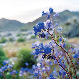 Phacelia Desert Bells