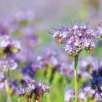 Phacelia Lacy