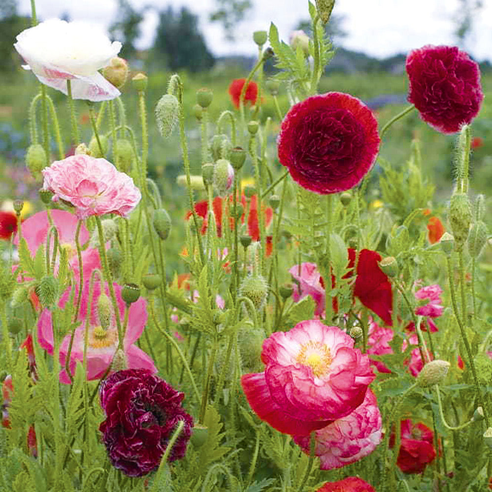 Simley Poppy Buy Poppy Shirley Double Mix by Kings Seeds NZ online - Kings Seeds NZ